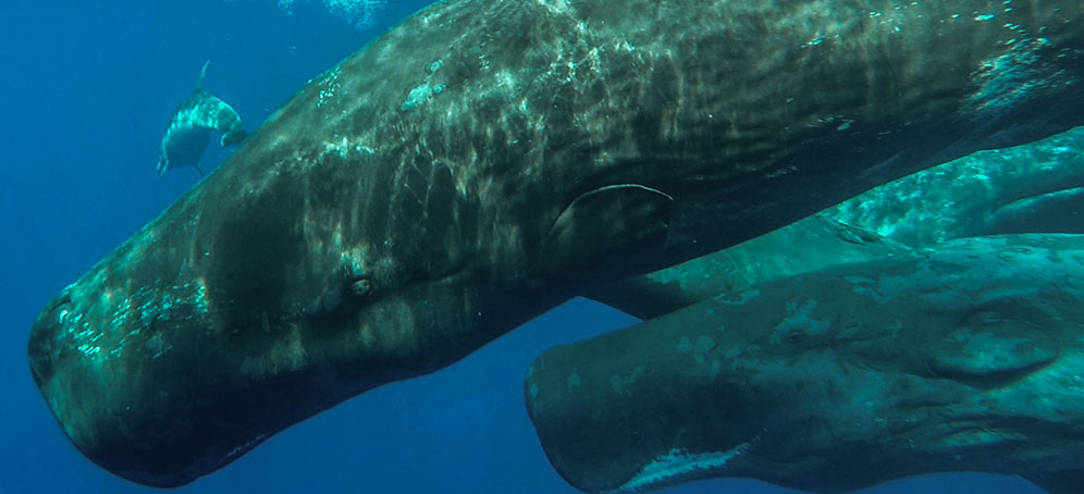 Whale Tales Project | Fundo para a Conservação dos Oceanos | Oceanário de Lisboa e Fundação Oceano Azul