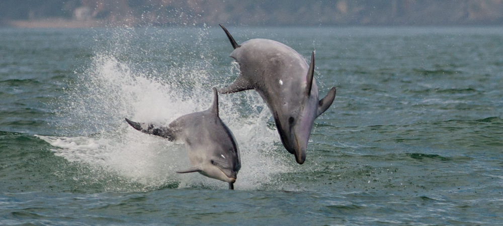 sado dolphins by oceanario de lisboa