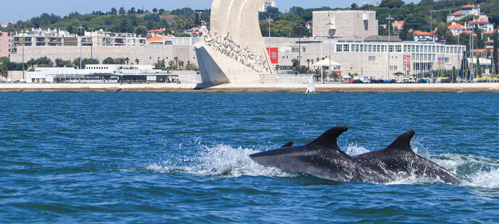 tejo dolphins by oceanario de lisboa