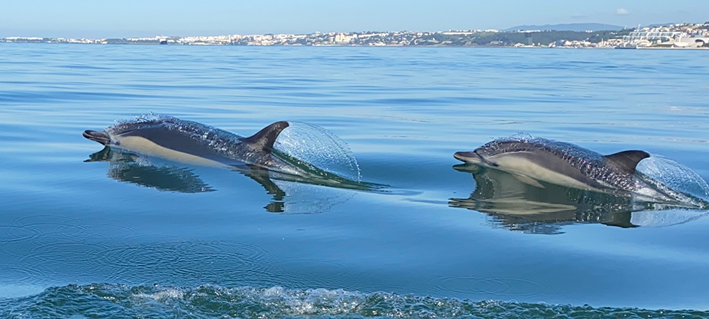 tejo dolphins by oceanario de lisboa