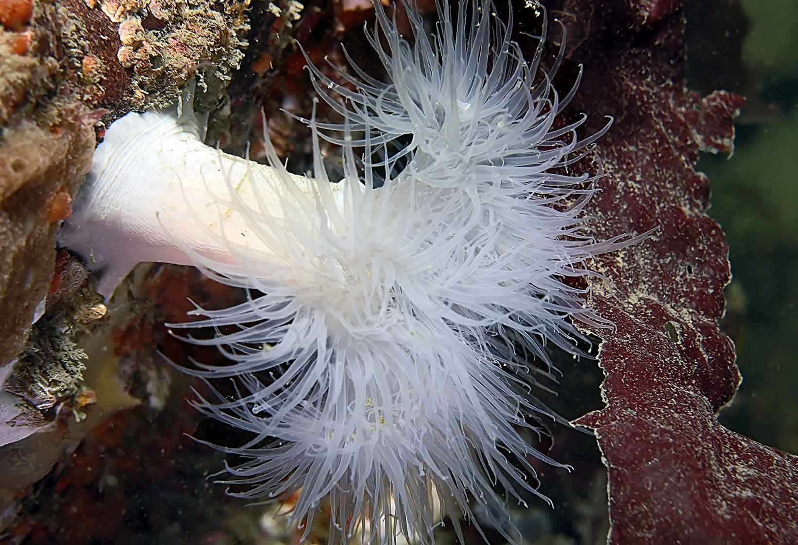 Giant plumose anemone » Invertebrates » Aquarium » Exhibitions