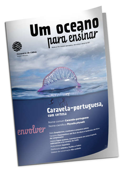 Caravela-portuguesa | Um Oceano para Ensinar Março 2023