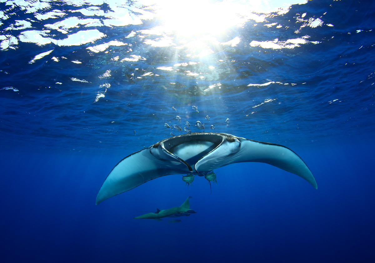 Manta Conservation Experience